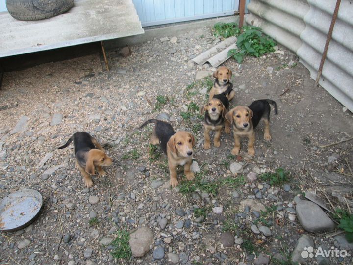 Щенки русской гончей