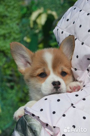 Вельш корги пемброк