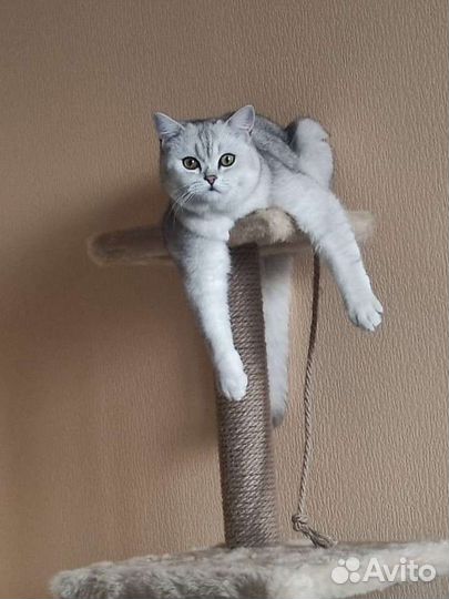 Шотландский кот на вязку