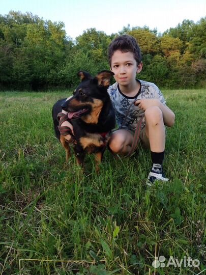 Ищет дом не большая Собачка Шайло