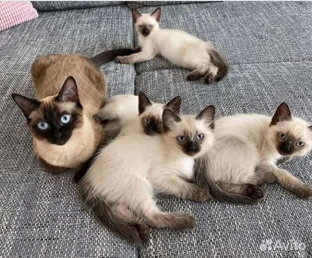 Котята сиамские