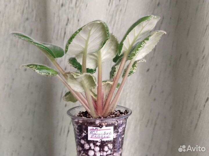 Фиалка химера