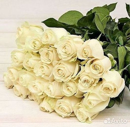 Розы гиганты 140 150 160 170 180 200