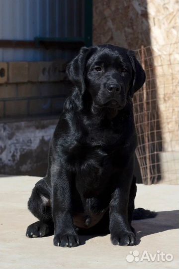 Лабрадор ретривер