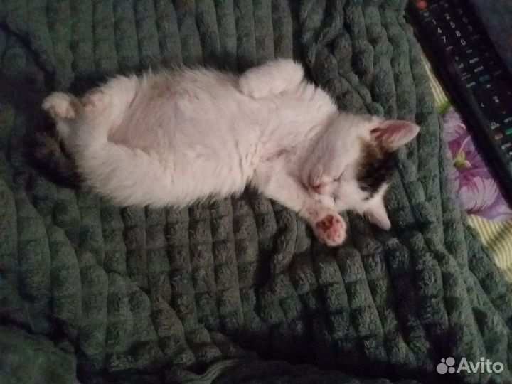 Котик дворянский