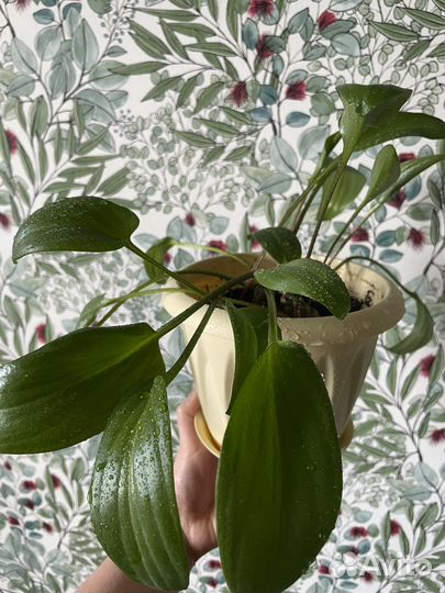 Дримиопсис