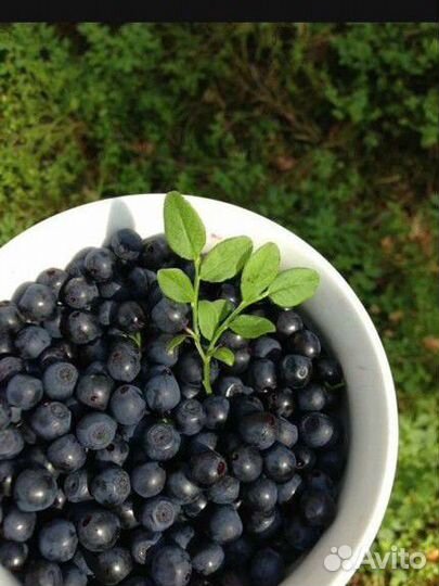 Ягоды Голубика, малина,черника