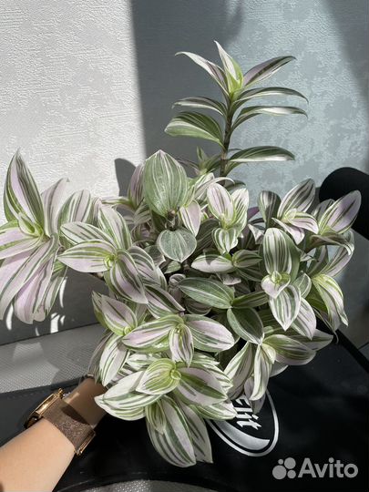 Традесканция