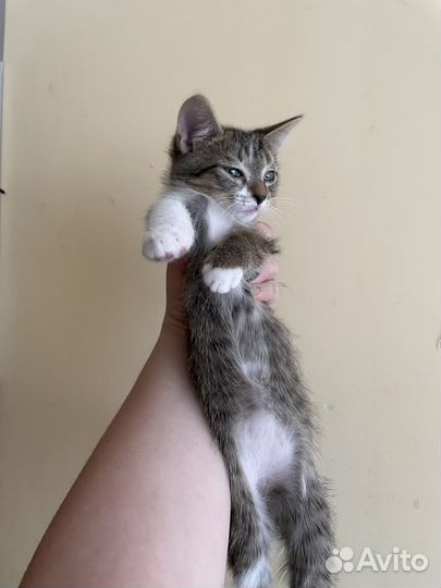 Отдам бесплатно животные