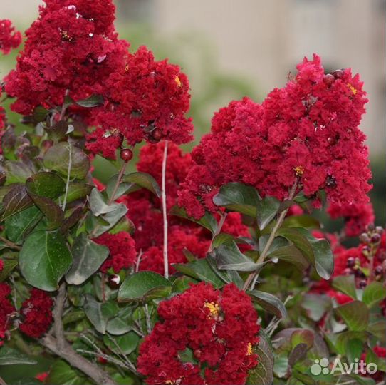 Лагерстремия индийская сирень