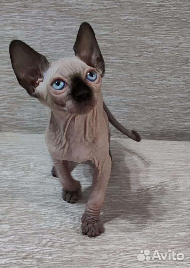 Канадский сфинкс