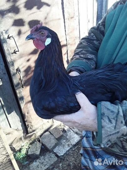 Куры молодки (домашние)