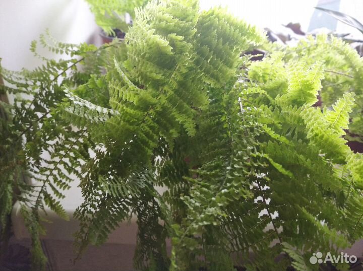 Папоротник