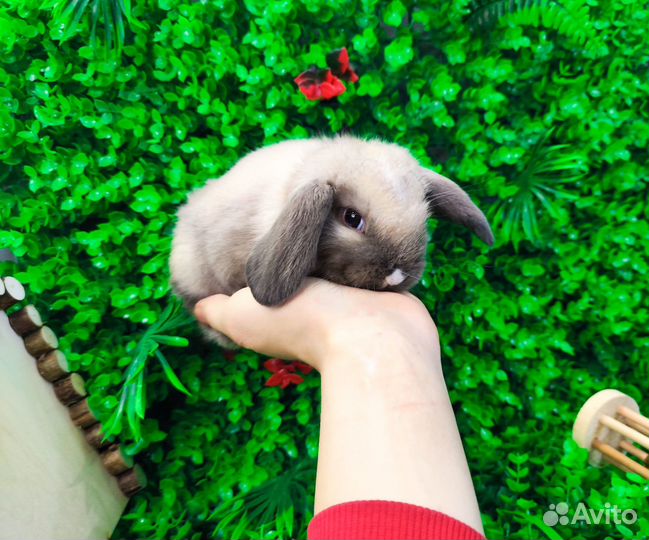 Мини карликовый кролик - ручной вислоухий