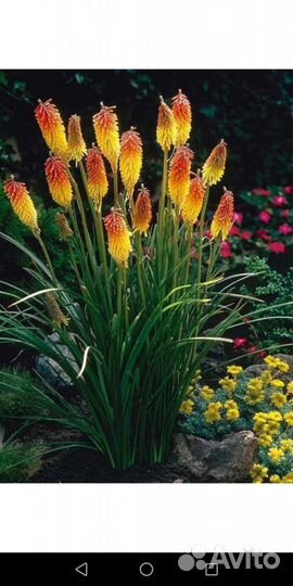 Плодовые деревья, декоративные кустарники, розы, х