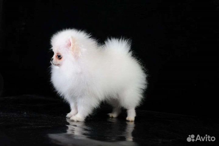 Померанский шпиц микро