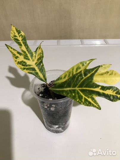 Кротоны (комнатные растения)