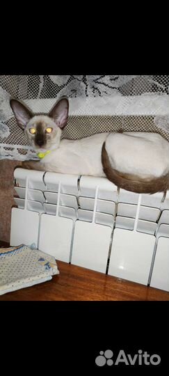 Ориентальные