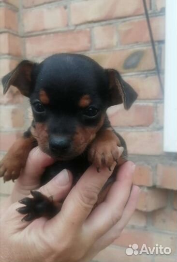 Собака, щенки той тейер