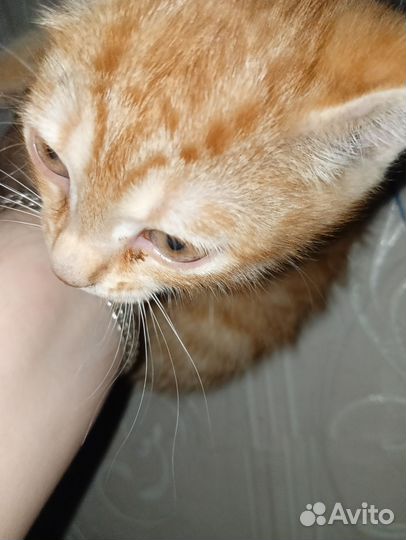 Кошка в дар бесплатно