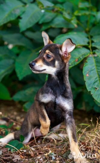 Щенки в дар