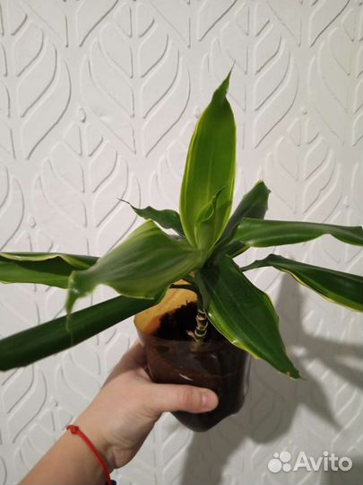 Комнатные растения