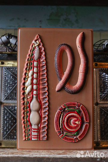 Пособие строение дождевого червя СССР