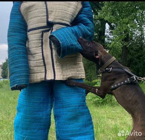 Дрессировка собак кинологический центр кинолог