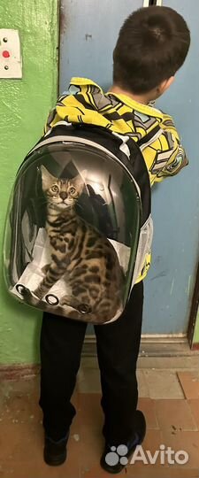 Бенгальская кошка в добрые руки