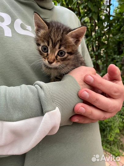 Кошка и котята в беде