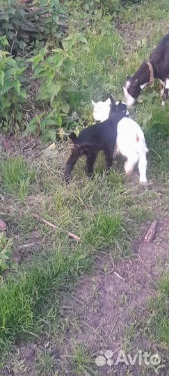 Продам козлят