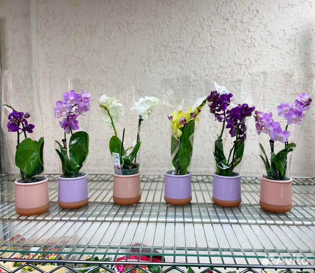 Мини орхидеи