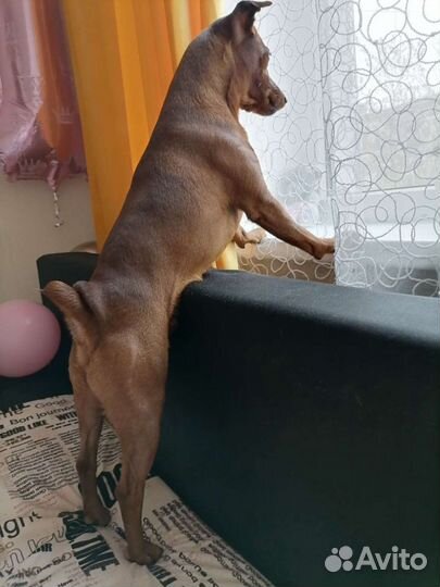 Цвергпинчер для вязки