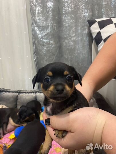 Продаются щенки