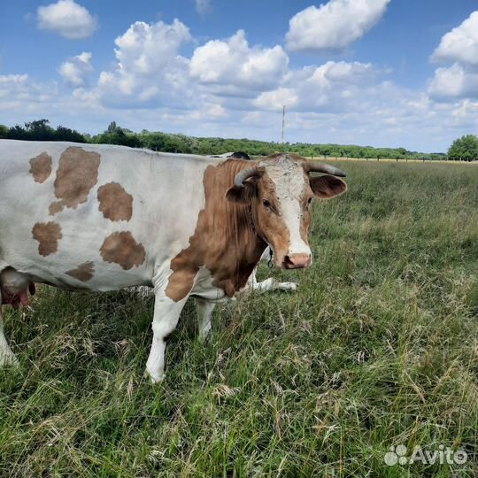 Продам корову