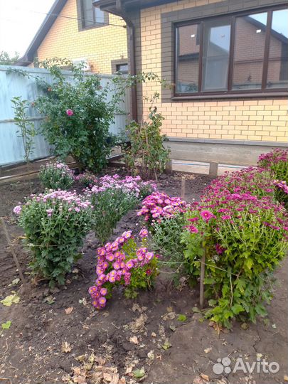 Хризантема