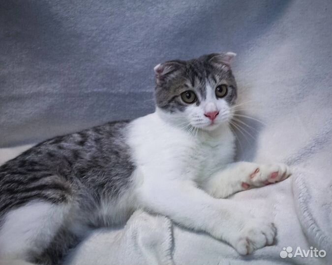 Шотландский Тимон