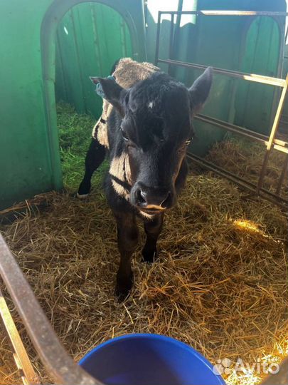 Крепкие телята бычки с доставкой