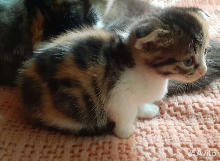 Котята от шотландской вислоухой кошки