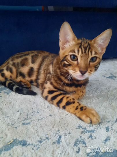 Бенгал мальчик