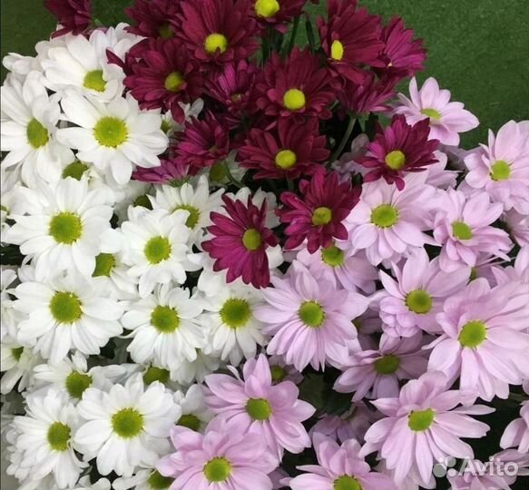 Хризантема корейская