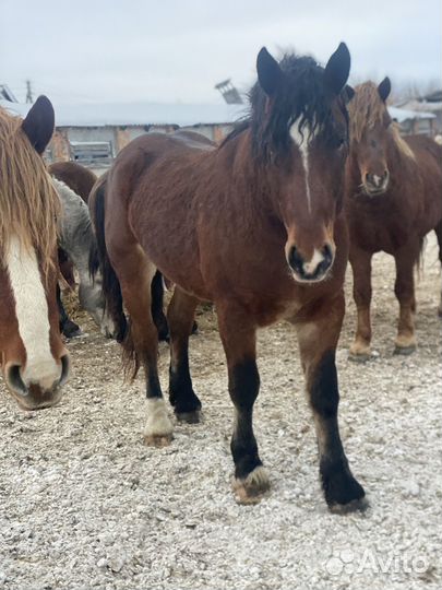 Жеребцы производители