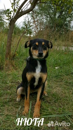 Собака в добрые руки