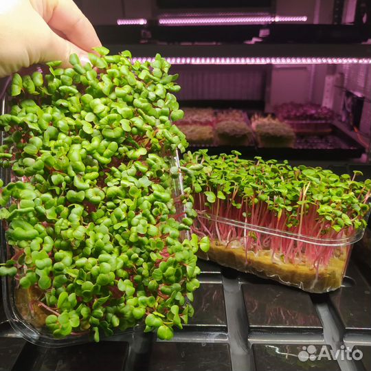 Микрозелень Людиново оптом и в розницу