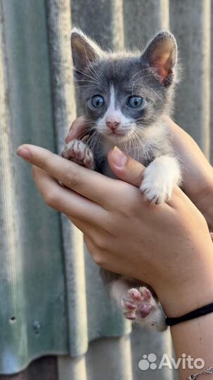 Котята в добрые руки бесплатно