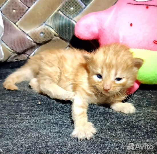 Котенок в добрые руки