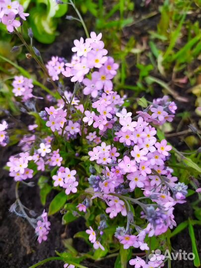 Сирень темно-сиренего цвета