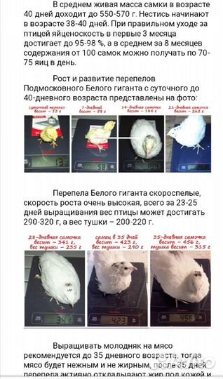 Белый гигант, Техас, Феникс Золото перепел. яйца