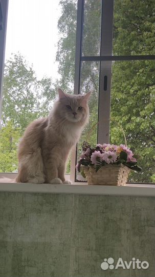 Кот на вязку