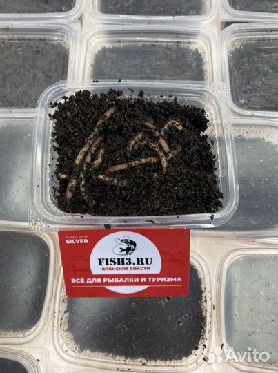 Черви для рыбалки большие
